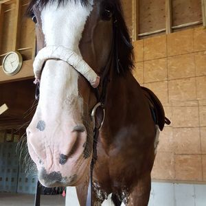 Meet your Posher, Devin